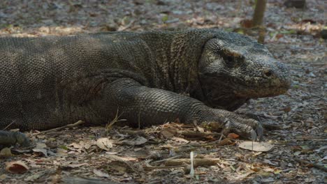 Komodo-dragon-resting-on-the-ground,-showcasing-its-prehistoric-nature
