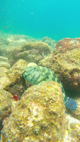 Primer-Plano-De-Un-Pez-Halcón-Gigante-Durmiendo-En-Las-Rocas-En-El-Fondo-Del-Mar.