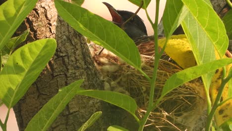 Red-Vented-Bulbul-bird-in-nest-