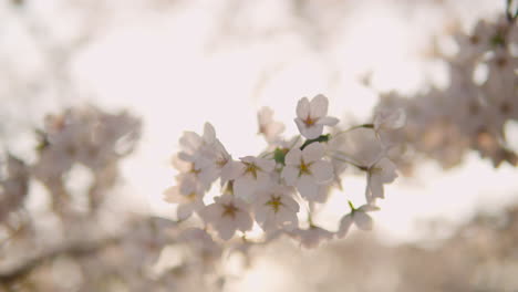 Cherry-blossoms-blowing-in-gentle-breeze,-Yangjae-Citizen-Forest,-close-up