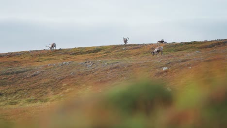 &quot;Los-Renos-Pastan-En-La-Tundra-Otoñal-Mientras-Deambulan-Por-La-Cima-De-Una-Colina-Cubierta-De-Hierba