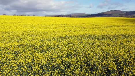 Rapeseed-in-the-Sun-vibrant-yellow