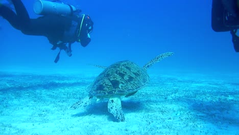 Two-divers-swim-behind-a-turtle,-an-underwater-scene-during-diving-at-a-coral-reef