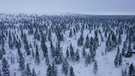 Aerial-view-circling-winter-bikers,-in-middle-of-snowy-forests-of-Lapland,-gloomy-day