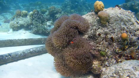 An-underwater-scene-during-diving-at-a-coral-reef,-extraordinary-underwater-flora-and-hiding-orange-fish