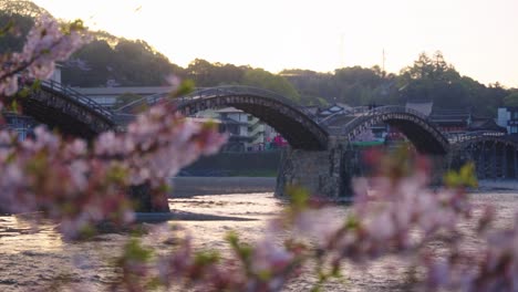 Puente-Kintaikyo-En-Iwakuni,-Enfoque-Revelado-Desde-Los-Cerezos-De-Sakura-Primaverales