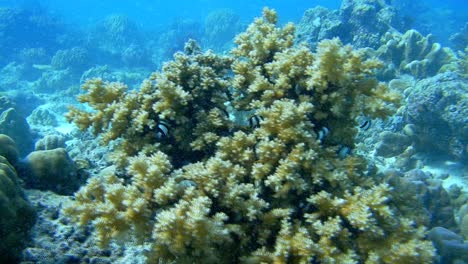 A-scene-during-diving,-colorful-fish-swimming-near-a-fragment-of-coral-reef