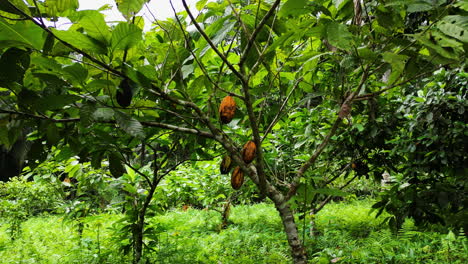 Drone-approaching-a-Cocoa-tree-with-large-fruits,-in-cloudy-Sao-Tome-and-Principe