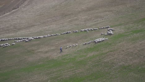 Herde-Weißer-Schafe-Blickt-Auf-Eine-Grüne-Wiese-Auf-Dem-Hügel-Der-Toskana,-Italien