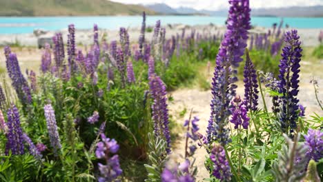 Una-Mujer-Camina-Y-Toca-Flores-De-Lupino-Púrpura-En-La-Orilla-Del-Lago-Tekapo-En-Nueva-Zelanda