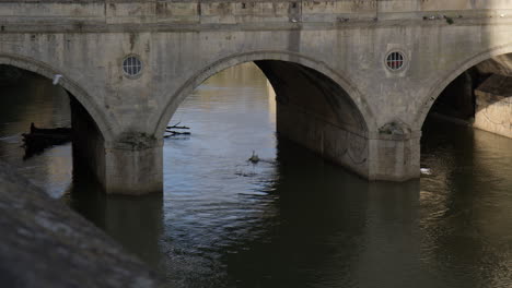 Cisne-Flotando-Sobre-El-Río-Avon-Bajo-El-Puente-Pulteney-En-Bath,-Inglaterra,-Reino-Unido.