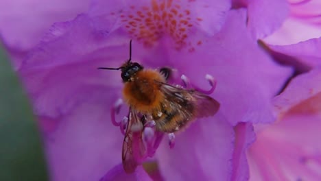 Abejorro-De-Tierra-Grande-Chupando-El-Néctar-De-Una-Flor-Rosa-Floreciente