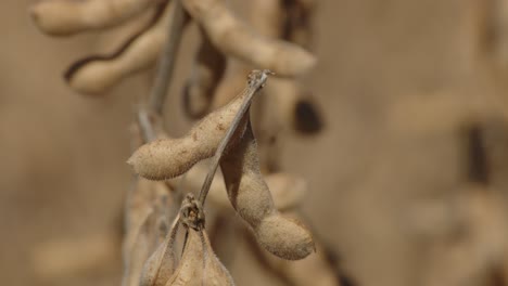 Soybeans-plantation-in-Brazil