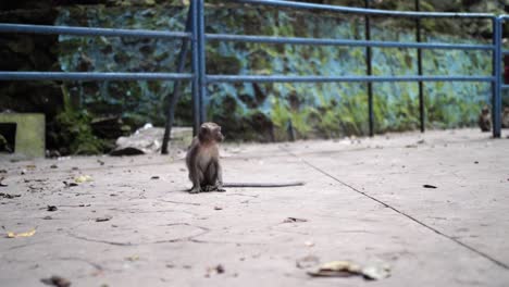 Young-Long-Tailed-Macaque-Sitting-On-Ground-And-Chewing-Food-At-Batu-Caves-In-Kuala-Lumpur,-Malaysia