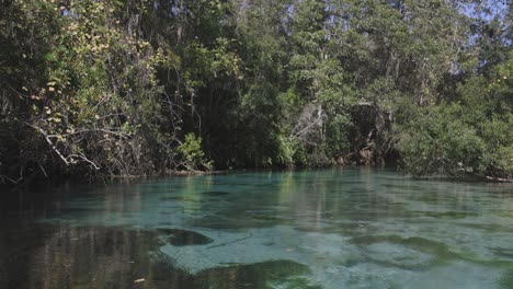 Above-water-view-of-Weeki-Wachee-natural-spring,-vegetation-and-birds