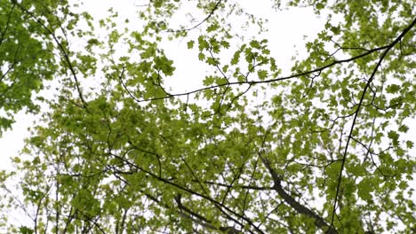 Kamera-Nach-Oben-Gerichtet-Auf-Bäume-Und-Blätter,-Die-Sich-Ruhig-Im-Wind-In-Einem-Wald-In-Berlin-Bewegen