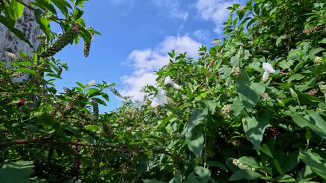 Grüne-Pflanze-Mit-Weißen-Blüten-Und-Hochgiftigen-Beeren-Wächst-Um-Den-Stamm-Eines-Toten-Baumes-Auf-Verlassenem-Land-Im-Frühling,-Sonniger-Tag,-Aufnahme-Rückwärts-Absteigend,-Pontevedra,-Galicien,-Spanien