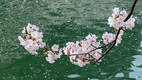 Rama-De-Un-árbol-De-Flor-De-Cerezo-Cayendo-Sobre-El-Agua-Azul-Del-Río-Pétalos-De-Sakura-Japonés