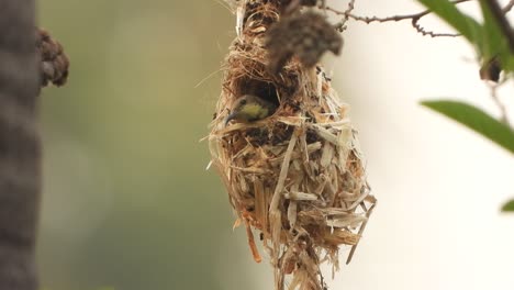 Colibrí-En-Nido-De-Pájaro-