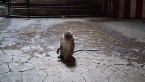 Mono-Macaco-De-Cola-Larga-Sentado-En-El-Suelo-En-El-Templo-De-Las-Cuevas-De-Batu-En-Kuala-Lumpur,-Malasia