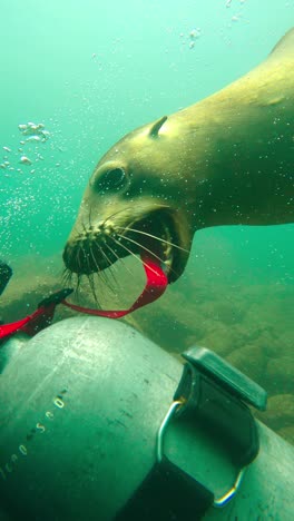 Seal-Playing-With-Dive-Tank---Underwater,-Vertical-Shot