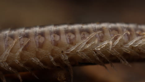 Macro-shot-of-legs-and-belly-of-a-Blunt-tailed-Snake-Millipede