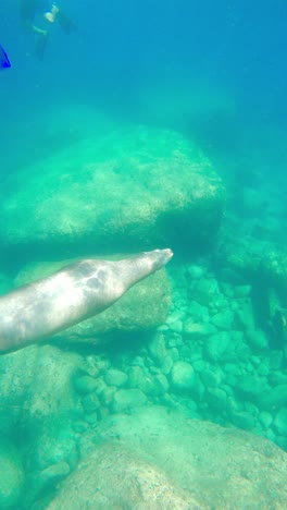Seal-Swimming-Underwater---Vertical-Shot