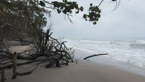 Slow-establishing-shot-of-dead-trees-and-roots-upturned-on-Palomino-beach
