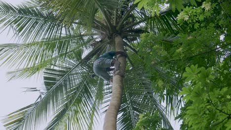 Starker,-Barfüßiger-Mann-Aus-Tansania-Schwingt-Und-Klettert-Auf-Eine-Hohe-Palme-Und-Pflückt-Exotische-Kokosnüsse