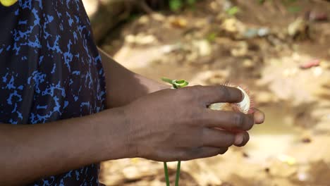 Zanzibar-male-hands-holding-halved-achiote-red-lipstick-tree-fruits-showing-seeds