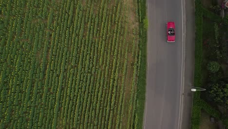 aerial-top-down-Tuscany-Italy-vineyards-landscape-with-red-cabriolet-car-driving-on-narrowed-asphalted-road-,-travelling-in-europe