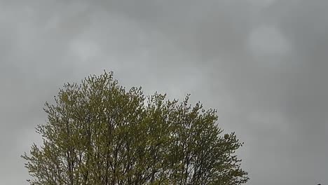 Gewitterwolken-über-Baumkronen