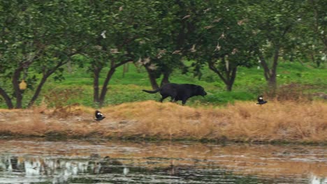 A-black-stray-dog-running-across-the-farmlands,-chasing-a-flying-crested-myna-in-the-countryside,-handheld-motion-tracking-shot