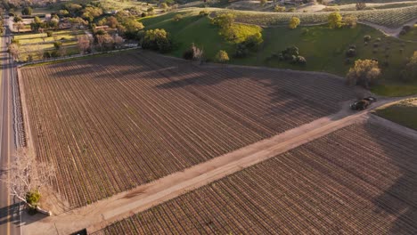 Drohne-Fliegt-Tagsüber-über-Ackerland-Im-Weinanbaugebiet,-Landwirtschaftliche-Felder-In-Santa-Ynez,-Kalifornien,-Mit-Sanften-Hügeln