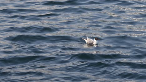 An-injured-black-headed-gull-floats-on-the-seawater-during-the-early-morning