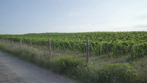 Italia-Toscana-Mujer-Montando-Una-Vespa-Italiana-Conduciendo-Por-Una-Carretera-Estrecha-En-La-Campiña-Italiana-De-Toscana-Con-Viñedos-Y-Paisajes-Escénicos