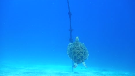Unterwasserszene,-Eine-Schildkröte-Schwimmt-Träge-In-Der-Nähe-Des-Meeresbodens
