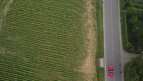 Antena-Arriba-Hacia-Abajo-De-Un-Coche-Cabriolet-Retro-Vintage-Rojo-Conduciendo-Por-Una-Carretera-Estrecha-En-Los-Viñedos-De-La-Toscana-Italiana