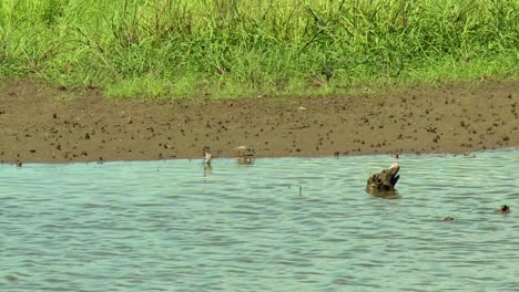 Strandläufer-Vögel-Auf-Nahrungssuche-In-Seichten-Fluss-Mit-Treibholz-Im-Blackwater-National-Wildlife-Refuge-In-Maryland,-USA