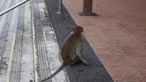 Long-tailed-Macaque-Sitting-On-Floor-And-Scratches-Its-Back-At-Batu-Caves-Temple-In-Selangor,-Malaysia
