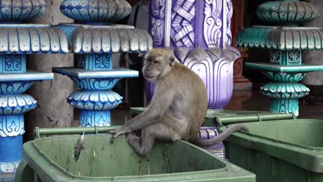 Long-Tailed-Macaque-Sitting-On-Garbage-Bin-At-Batu-Caves-In-Selangor,-Malaysia