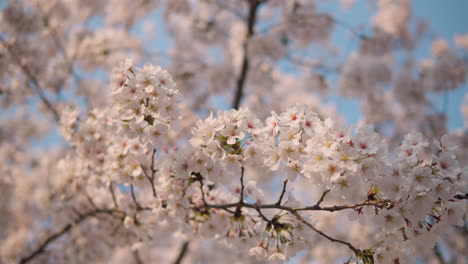 Cherry-blossoms-in-Yangjae-Citizen-Forest-against-blue-sky,-low-angle
