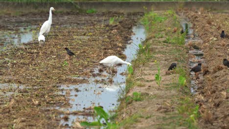 Flock-of-great-egret-and-crested-myna-foraging-for-fallen-crops-on-the-soil-ground-after-paddy-fields-have-been-harvested,-close-up-shot
