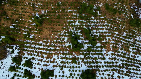 Terrain-With-Trees-And-Partially-Covered-In-Snow