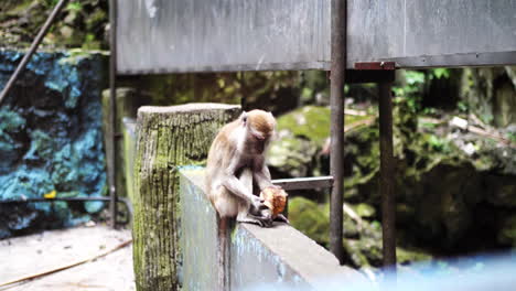 Long-tailed-Macaque-Eating-At-Batu-Caves-In-Selangor,-Malaysia