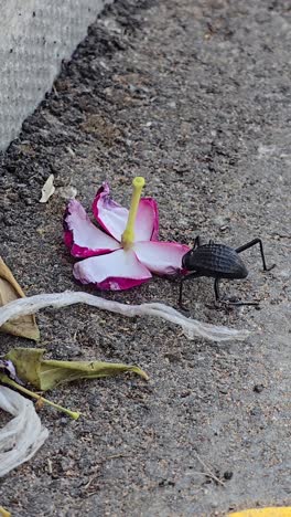 A-desert-beetle,-also-known-as-Stenocara,-spotted-eating-a-flower-on-the-road-near-the-desert