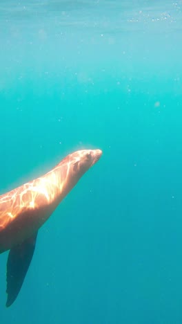 Seal-Swimming-Under-The-Sea-To-The-Surface-With-Sunlight-Reflection