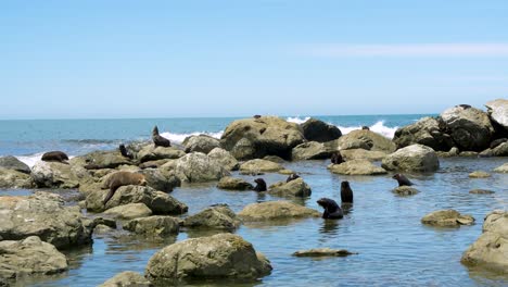 Fur-seal-colony-chilling-in-Kaikoura-bay,-New-Zealand