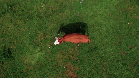 Top-Down-Aerial-View,-Herd-of-Cows-in-Green-Pasture,-High-Angle-Drone-Shot