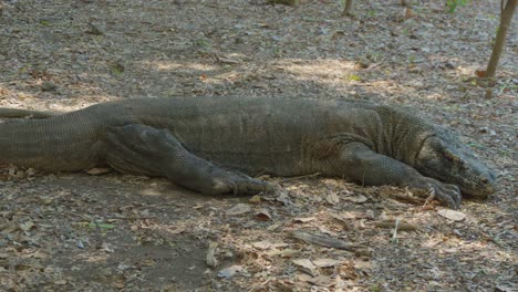 El-Dragón-De-Komodo-Yace-En-El-Suelo,-Mostrando-Su-Encanto-Prehistórico.